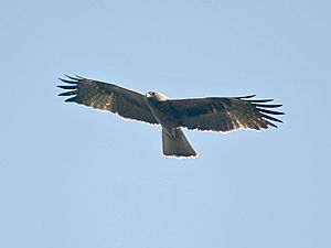 Archivo:Bonelli's Eagle I- Himachal- IMG 3231