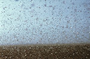 Archivo:CSIRO ScienceImage 7007 Plague locusts on the move
