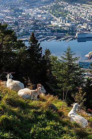 Archivo:Cabras (Capra aegagrus hircus), montaña Fløyen, Bergen, Noruega, 2019-09-08, DD 32