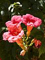 Campsis radicans-600px