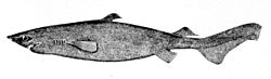 Centroscymnus coelolepis.jpg