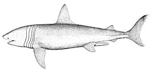 Archivo:Cetorhinus maximus