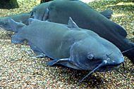 Channel Catfish.jpg