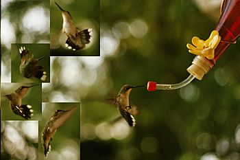 Archivo:Composite-ruby-throated-hummingbird