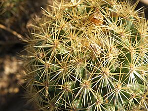 Archivo:Coryphantha erecta (5781464438)