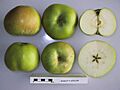 Cross section of Bramley's Seedling (LA), National Fruit Collection (acc. 1974-341)