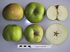 Cross section of Bramley's Seedling (LA), National Fruit Collection (acc. 1974-341).jpg
