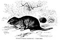 Ctenomys magellanicus (Brehms)