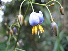 Archivo:Dianella tasmanica (Single Flower)
