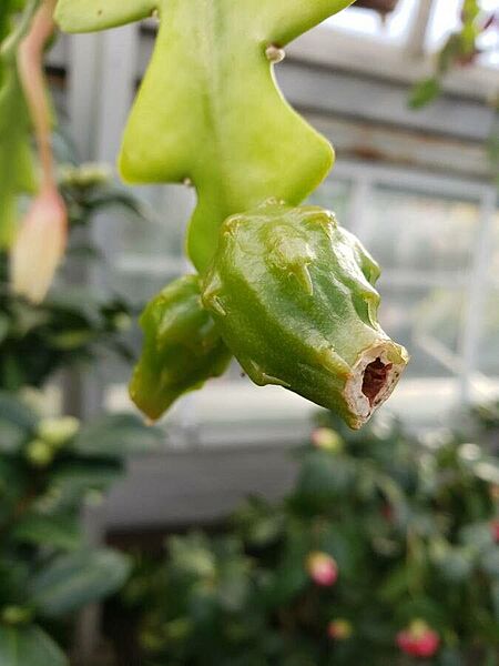 Disocactus anguliger green fruit