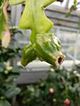 Disocactus anguliger green fruit