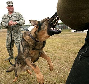 Archivo:Dog attack (USAF)