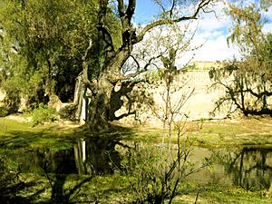 Archivo:El Arroyo del lobo