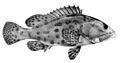 Epinephelus tukula 1866