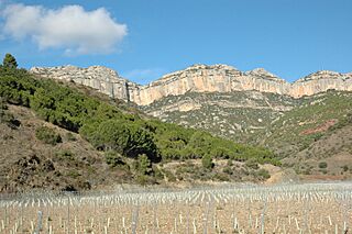 Escaladei - Vinyes.JPG