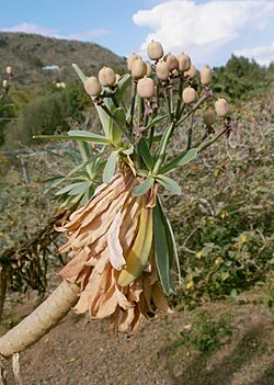 Archivo:Euphorbia bravoana - Jardín Botánico Canario Viera y Clavijo - Gran Canaria 002