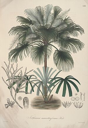 Archivo:Florae Columbiae (Plate CLXXII) (8205988944)