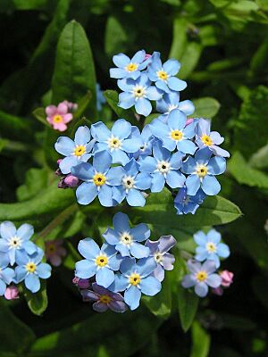 Archivo:Forget-me-not close 600