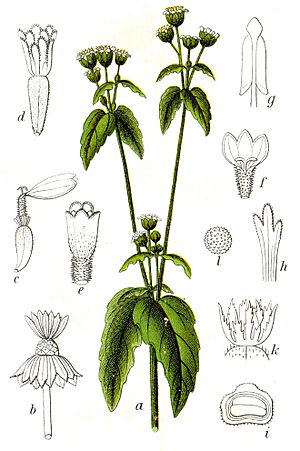 Archivo:Galinsoga parviflora Sturm16