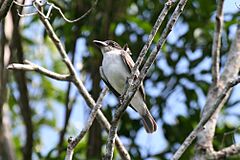 Archivo:Giant Kingbird 2495229727