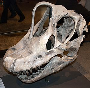 Archivo:Giraffatitan skull in Berlin