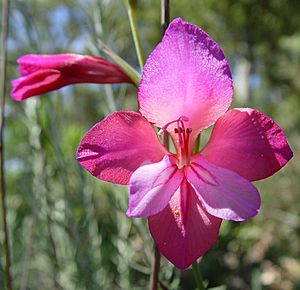 Archivo:Gladiolus illyricus