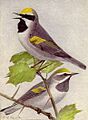 Golden-winged Warbler NGM-v31-p308-C
