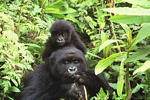 Archivo:Gorilla mother and baby at Volcans National Park