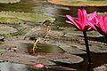 Green heron (Butorides virescens virescens) young adult