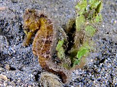 Hippocampus kuda (Yellow estuary seahorse)