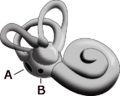 Inner ear 1