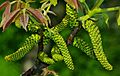 Juglans regia - male inflorescences