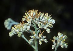 Lachnanthes caroliniana.jpg