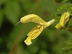 Archivo:Lamiaceae - Salvia glutinosa-3