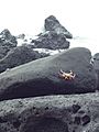 Lava rocks on Tortuga Bay in the Galapagos a photo by Alvaro Sevilla Design