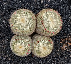 Mammillaria muehlenpfordtii 01.jpg