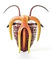 Marrella splendens - MUSE