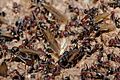 Meat eater ant nest swarming02
