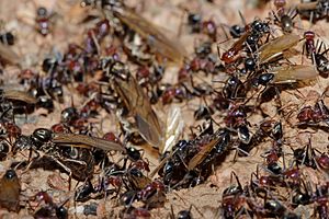 Archivo:Meat eater ant nest swarming02