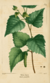 NAS-071 Betula populifolia