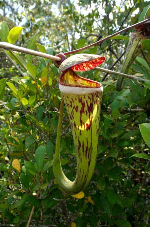 Nepenthes × cincta (es un híbrido natural entre N. albomarginata y N. northiana).