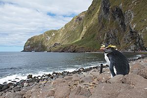 Archivo:Northern Rockhopper Penguin on Inaccessible Island