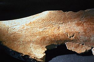 Archivo:Omoplato o escápula con la silueta de una cabeza de cierva, procedente de las excavaciones de la Cueva del Mirón 02