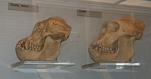 Archivo:Orang.gorilla.skulls