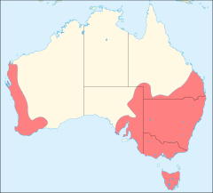 Distribución de la malvasía australiana