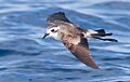 Pelagodroma marina - SE Tasmania