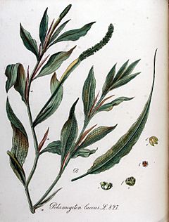 Archivo:Potamogeton lucens — Flora Batava — Volume v11