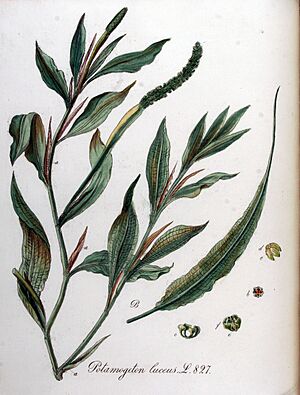 Archivo:Potamogeton lucens — Flora Batava — Volume v11