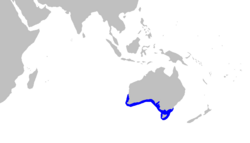 Rango de distribución (en azul)