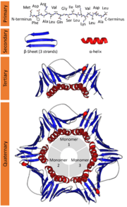 Protein structure (full).png